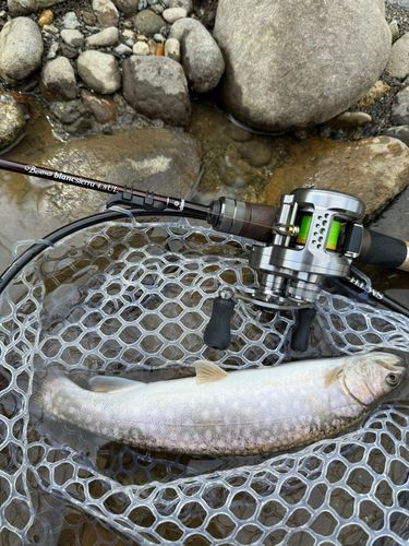 アメマスの釣果