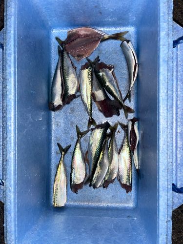 サバの釣果