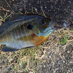 ブルーギル