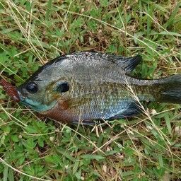ブルーギル