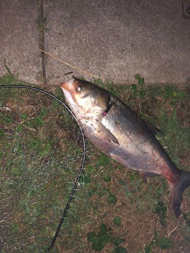 ハクレンの釣果