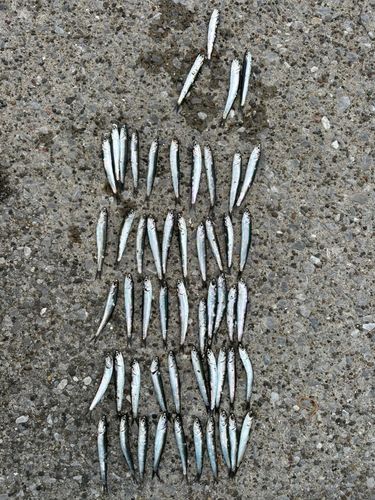 カタクチイワシの釣果