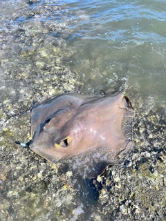 アカエイの釣果