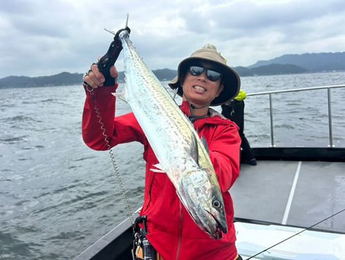 サワラの釣果