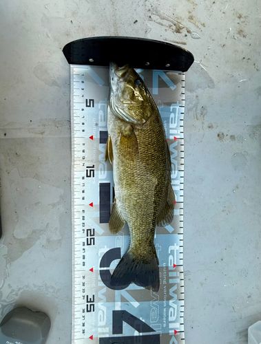 スモールマウスバスの釣果