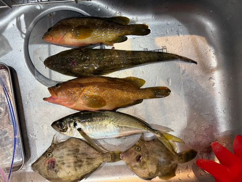 キジハタの釣果