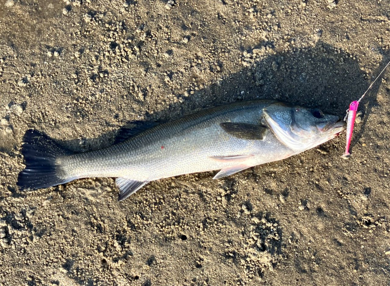 フッコ（マルスズキ）