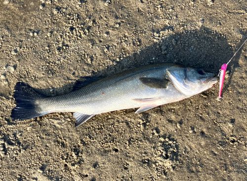フッコ（ヒラスズキ）の釣果