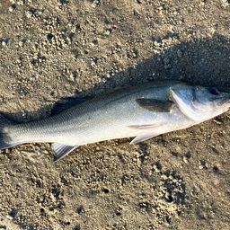 フッコ（マルスズキ）