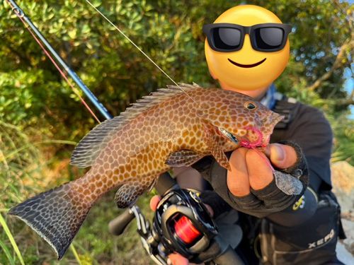 オオモンハタの釣果