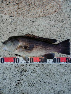 コブダイの釣果