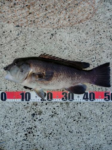 コブダイの釣果