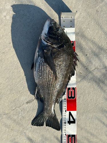 チヌの釣果