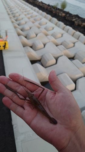テナガエビの釣果
