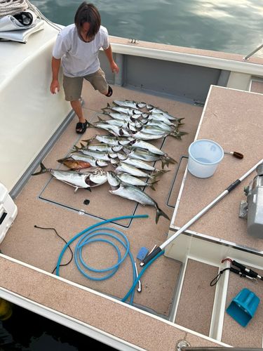 ヒラマサの釣果