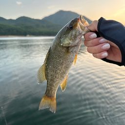 スモールマウスバス