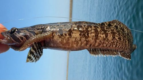 ムスジガジの釣果