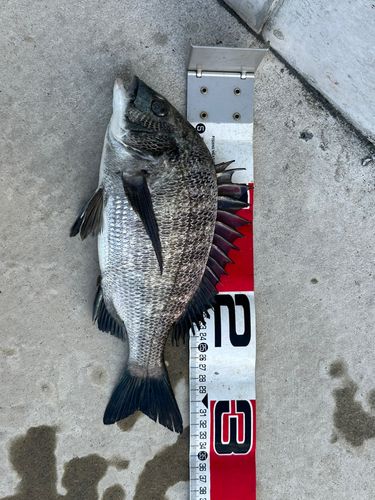 チヌの釣果