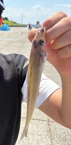 キスの釣果