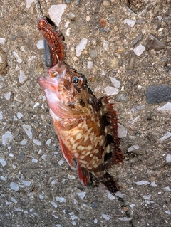 カサゴの釣果