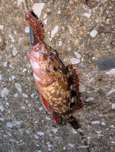 カサゴの釣果