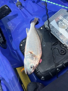 イシモチの釣果