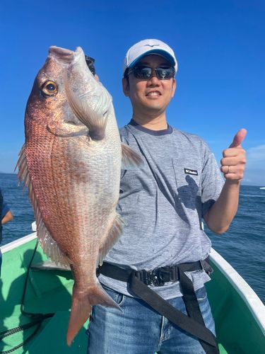 マダイの釣果
