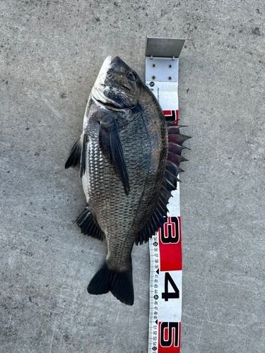 チヌの釣果