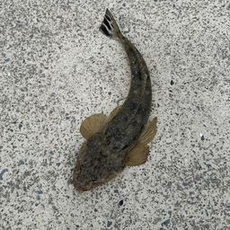 マゴチ