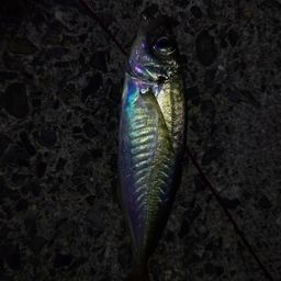 アジ