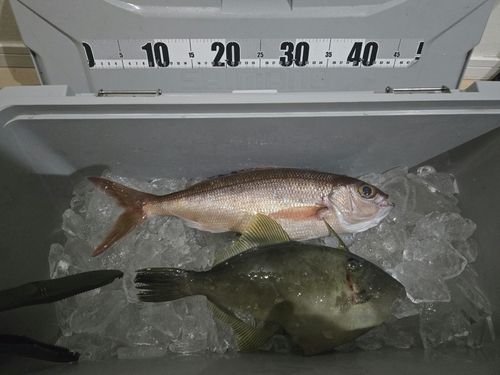 ヒメダイの釣果