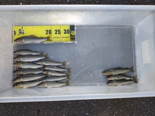 アユの釣果