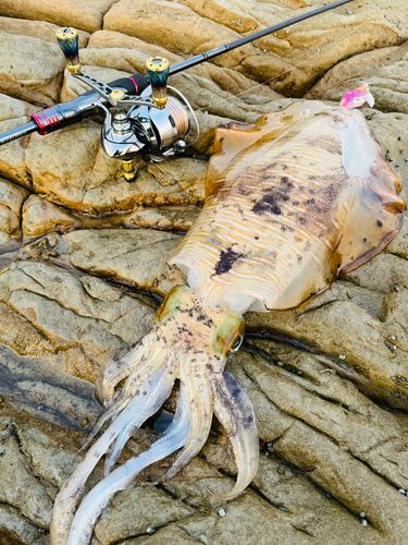 アオリイカの釣果