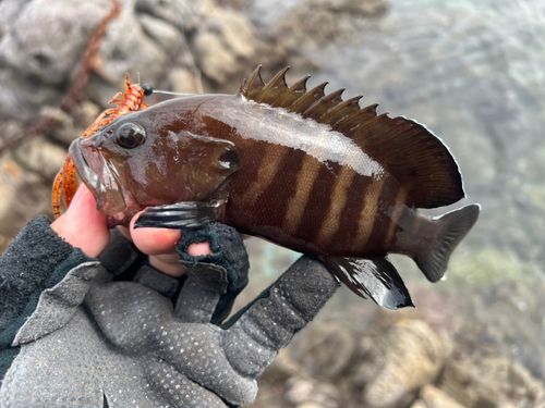 ヤミハタの釣果
