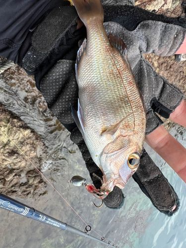 チャリコの釣果