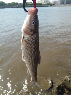 ニゴイの釣果
