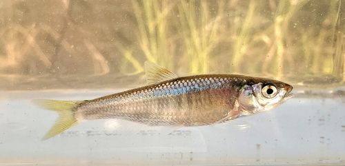 オイカワの釣果