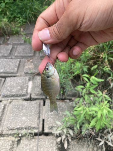 ブルーギルの釣果