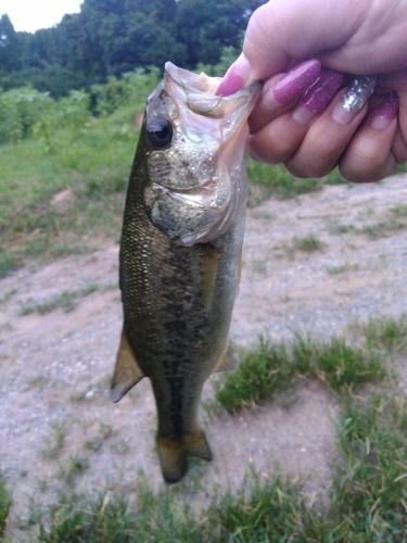 ブラックバスの釣果