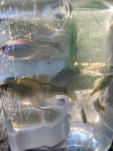 タイリクバラタナゴの釣果