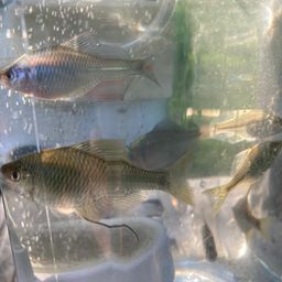 タイリクバラタナゴ