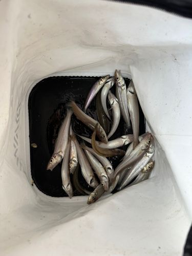 キスの釣果