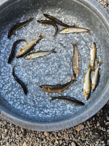 アユの釣果