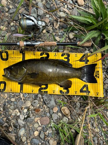 スモールマウスバスの釣果