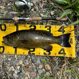 スモールマウスバス