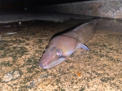 キリアナゴの釣果