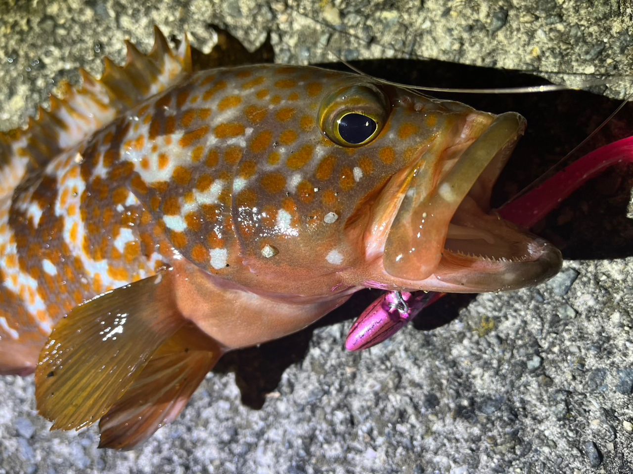 DAIWA 21ラブラックス AGS 86MLの最安値・インプレ・釣果 | 本音