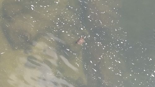 アユの釣果