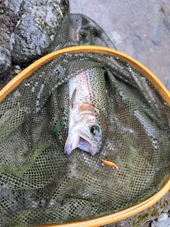 レインボートラウトの釣果