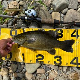 スモールマウスバス